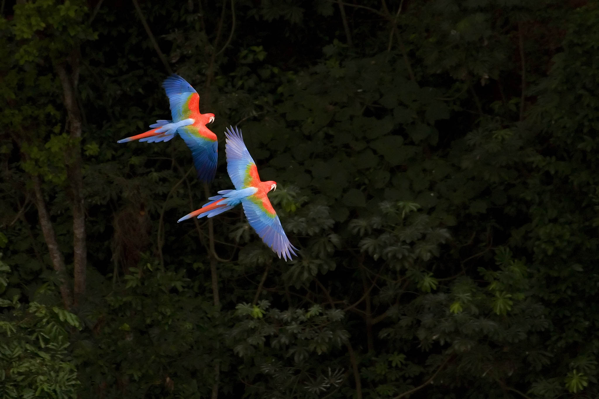 Fotografia de Pássaros. Como fotografar Aves ©Daniel de Granville